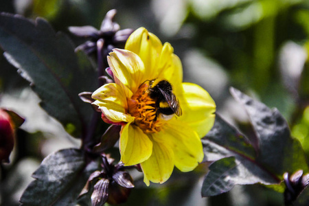黄色的花朵上的蜜蜂
