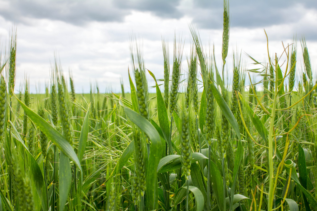 全国秋粮收成过九成 冬小麦耕种过两成半