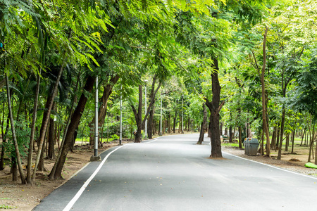 在公园里跑步的路上有很多树