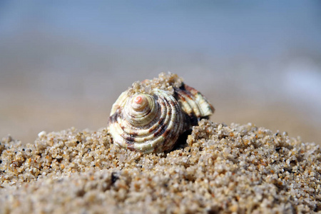 贝壳在沙滩上的沙子上。在沙子上的贝类。贝壳在海边