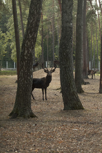 鹿, 自然保护区, 白俄罗斯