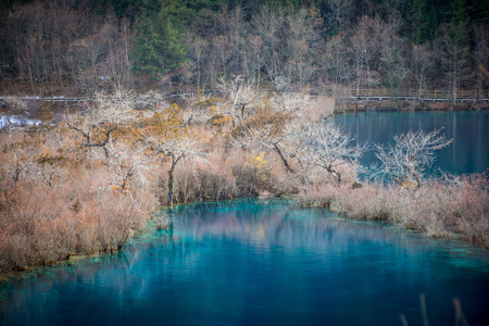 九寨沟森林之湖