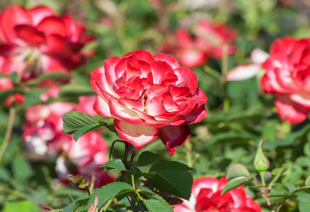 禧年级的摩纳哥王子, 美丽的白色与粉红色的玫瑰在公园的照片的中心, 夏日, 一朵盛开的花朵, 由太阳照亮