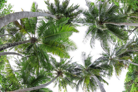 美丽的热带棕榈树的视图