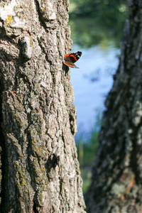 红上将蝴蝶瓦内萨亚特兰大在树上