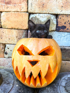 万圣节盛宴的所有圣徒南瓜雕刻的形式可怕的脸黑猫恐惧厌恶装饰背景