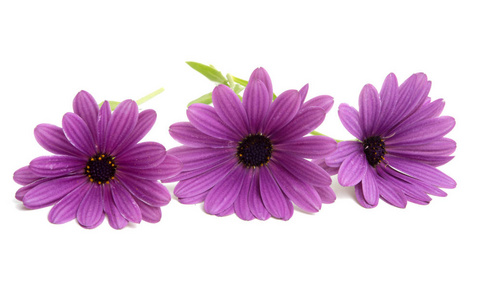 美丽的 osteospermum 或非洲菊花花白色隔离