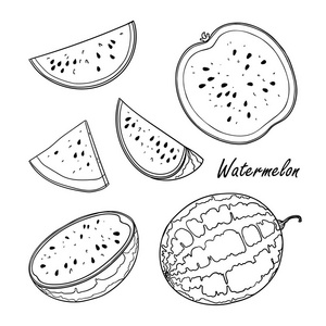 Watermelonisolated 白色衬底上的涂鸦插图