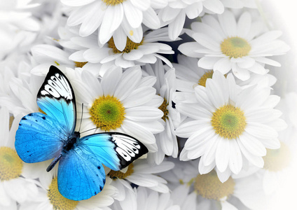蓝色蝴蝶被隔离在白色背景上。美丽的昆虫