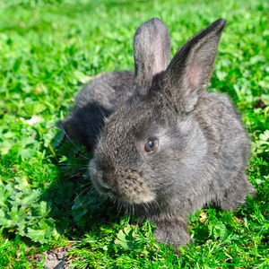 绿草背景上的小兔子