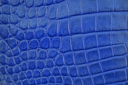 关闭海军蓝色鳄鱼, 鳄鱼腹部皮肤纹理使用墙纸背景。豪华的商业和时尚设计模式. 背景上的顶部视图表面