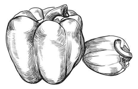 手拉的蔬菜胡椒。在白色背景上隔离的矢量单色插图