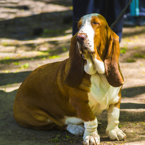 短腿猎犬。纯种的巴塞特 artesien 巴塞特侯的肖像