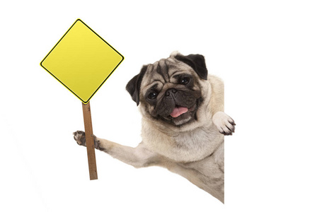 微笑的哈巴狗小狗举起空白的黄色警告，注意标志