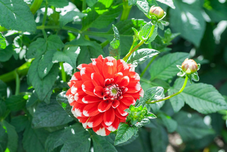 菊科 cultorum 级巴哈马红色亮红色圆形 花瓣上有白色小尖花 在绿叶