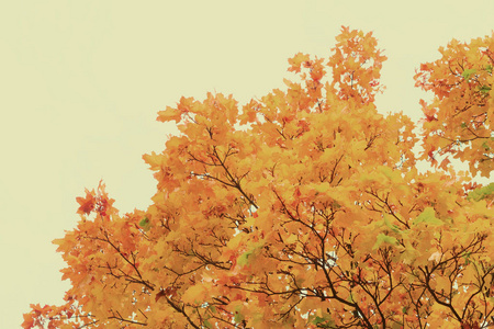 充满活力的秋天的落叶