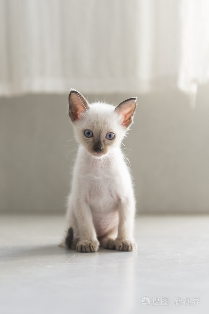 可爱的暹罗猫小猫照片-正版商用图片0rttbq-摄图新视界