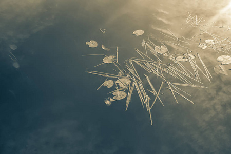 湖面上的叶子和芦苇图片