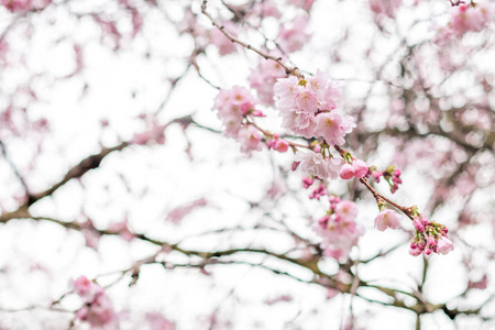 樱桃树早午餐充满了粉红色的花朵与梦幻般的散景混合白色背景