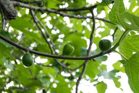 树上的绿色成熟的无花果, 山前