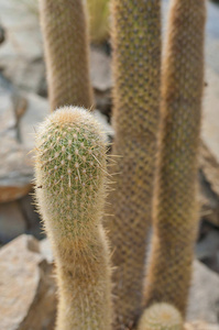 trichocereus 仙人掌肉质在沙漠中的特写。模糊背景仙人掌的细节