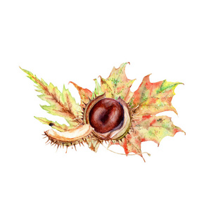秋季树叶和水果水彩图画, 构图, 框架