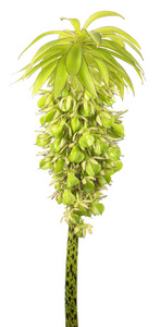 斑叶的菠萝莉莉 Eucomis 双色 与种子分离在白色背景上的花