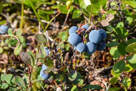 成熟的蓝莓。浆果在亚马尔半岛苔原成熟