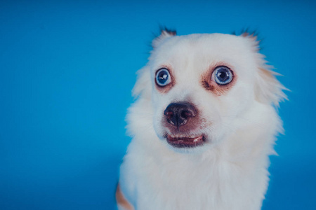 蓝眼睛的滑稽白狗蓝色背景。文本的空白。蓬松的斯皮茨