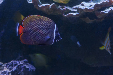 红尾 butterflyfish 或 redtail butterflyfish, Chaetodon collare 在水族馆