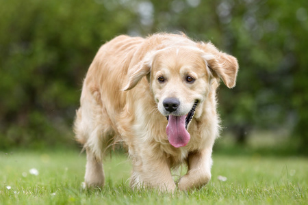 在户外的金色猎犬狗。