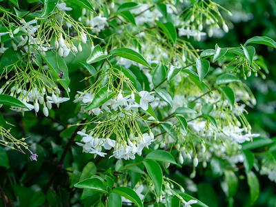 近水茉莉花Rightia ReligiosaBenth植物