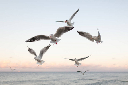 在烏瑟多姆在德国的波罗的海海岸日落的海鸥群