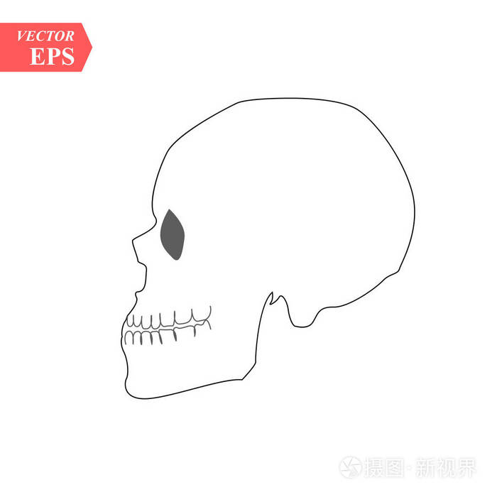 矢量人体颅骨侧面视图剪影.eps10