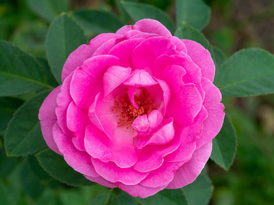 关闭粉红色的锦缎玫瑰花瓣为玫瑰茶。 罗萨达马森