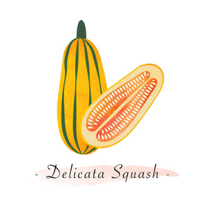 多彩的水彩纹理矢量健康蔬菜 delicata sq