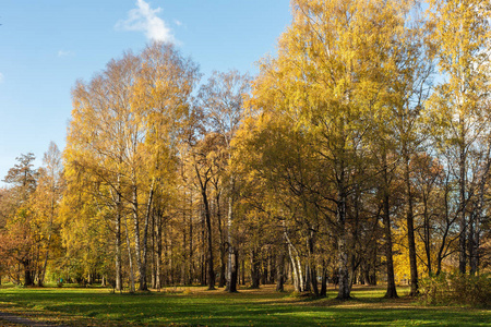 阳光明媚的秋季公园里有金色叶子的风景