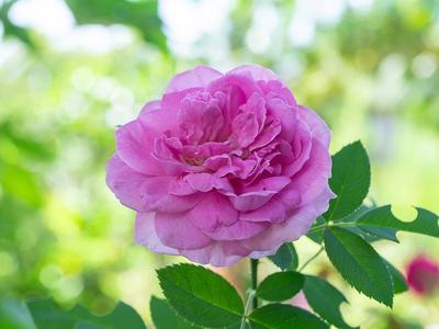 关闭粉红色的锦缎玫瑰 罗莎蔷薇磨房 与模糊背景