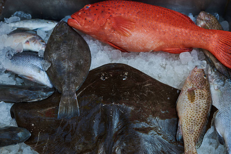 鲜红的鱼, 上面布满了细小的黑点。鱼和海鲜市场。各种类型的鱼被冰覆盖以保持新鲜的时间。在概念新鲜的食物为美好的生活。健康海鲜