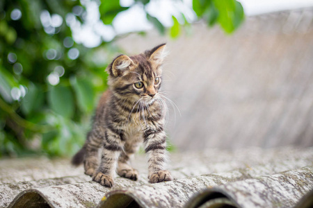 一只小的带条纹小猫坐在房子的屋顶上。