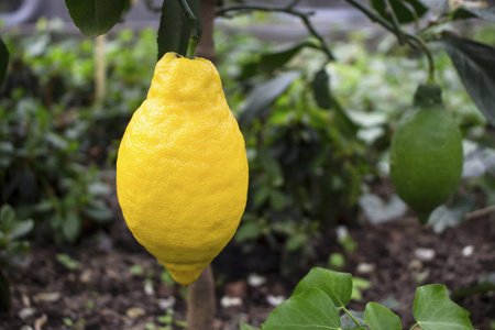 树枝上的大黄柠檬