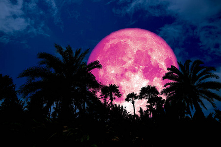 粉红色的月亮背面的剪影在古老的棕榈夜蓝天, 这张图片的元素由 Nasa 装备