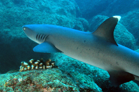 鲨礁鲨 Triaenodon 大眼 在礁石上游泳。Coiba, 巴拿马