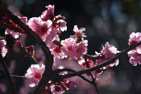 粉红色的樱花盛开。樱桃花小簇在樱桃树枝上。樱花日本樱花在植物园里