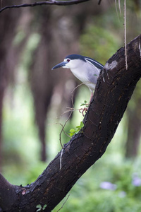 黑色加冕夜鹭 Nycticorax Nycticorax 发现户外