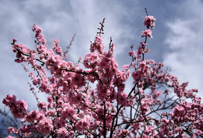 樱桃花小簇在樱桃树枝上.樱花日本樱花在植物园里