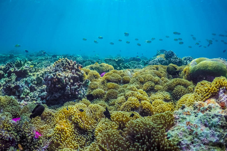 令人惊叹的海底海洋生物。珊瑚礁和深蓝色的海洋, 从水下摄像头观看