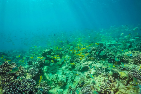 令人惊叹的海底海洋生物。珊瑚礁和深蓝色的海洋, 从水下摄像头观看