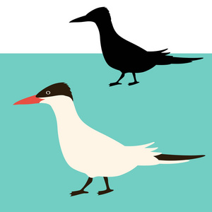 北极燕鸥鸟矢量插画平面式黑色剪影