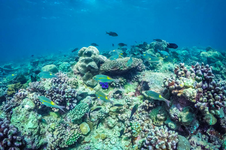 令人惊叹的海底海洋生物。珊瑚礁和深蓝色的海洋, 从水下摄像头观看